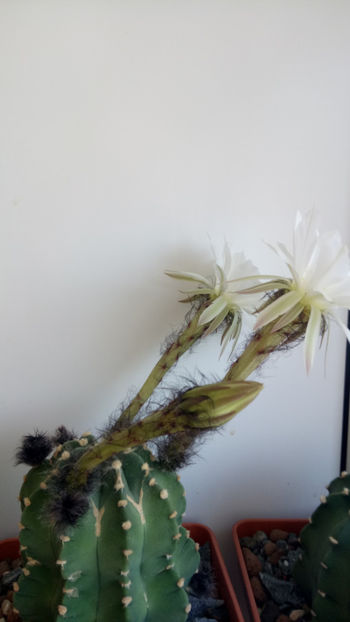 12.05.2019 - Echinopsis subdenudata