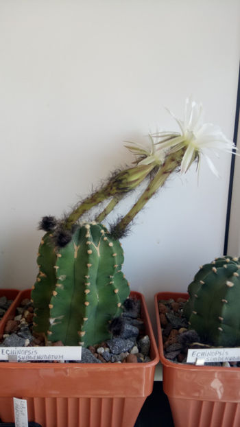 12.05.2019 - Echinopsis subdenudata