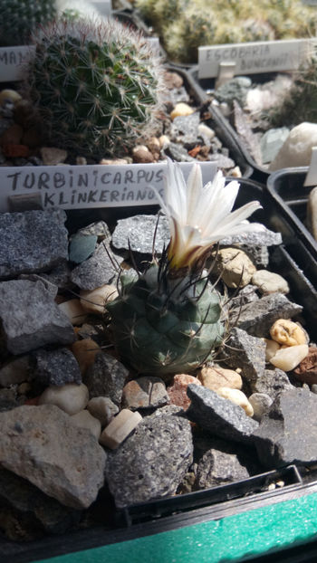 12.05.2019 - Turbinicarpus klinkerianus