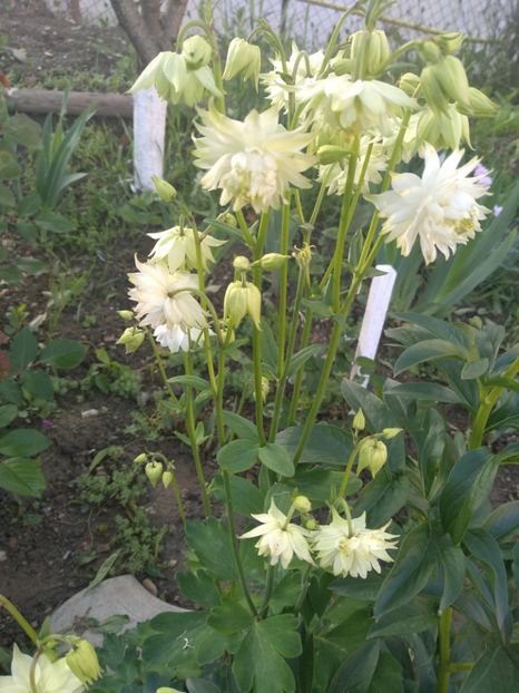  - Gradina mai 2019