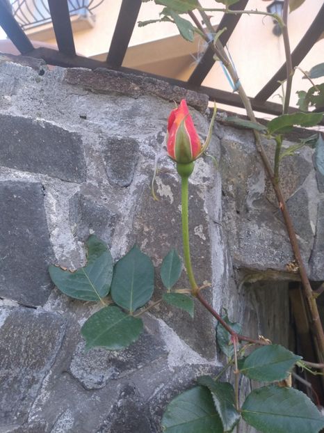  - Gradina mai 2019