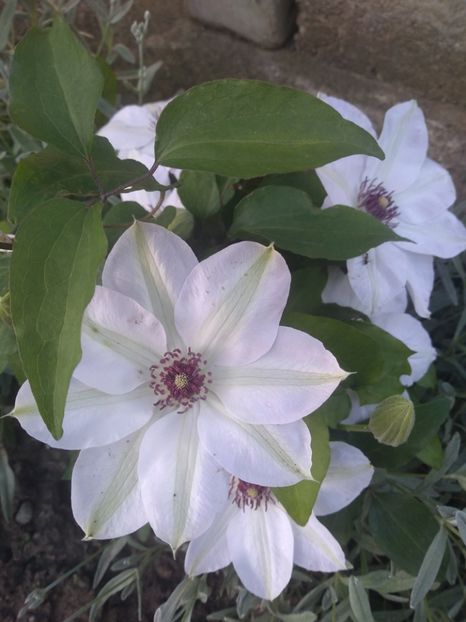  - Gradina mai 2019