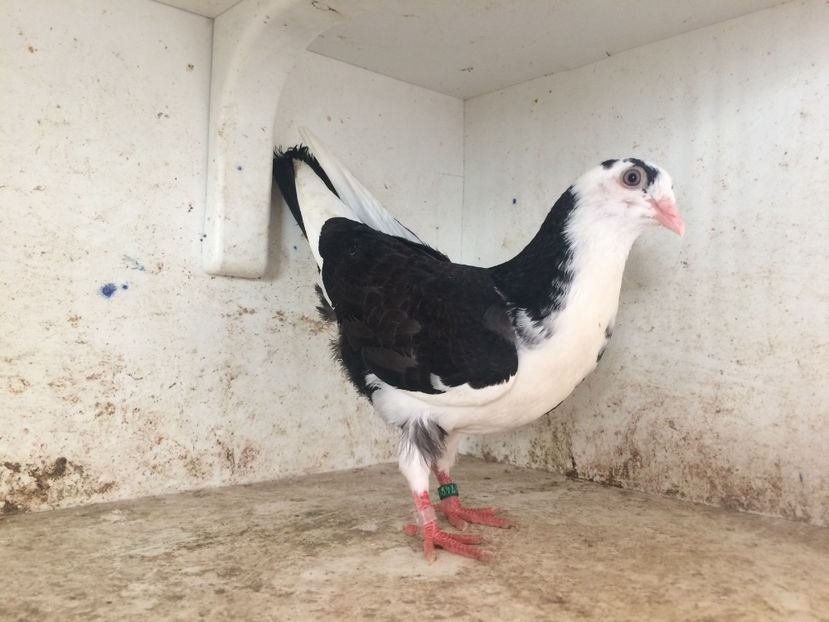  - 2-lot zbor galateni 2019