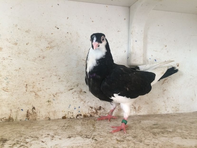 750519 - 2-lot zbor galateni 2019