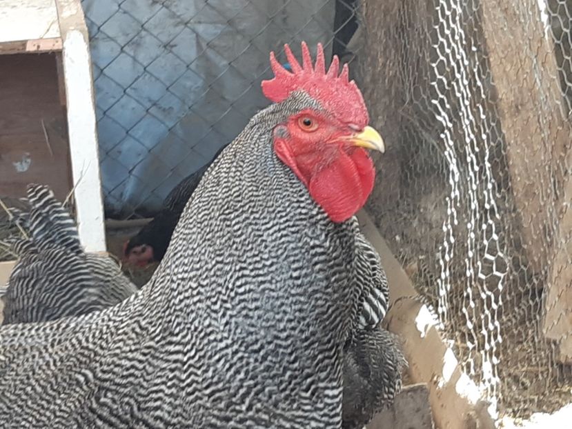  - Playmout rock barat