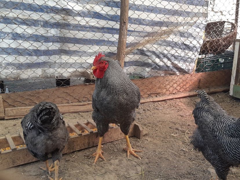  - Playmout rock barat