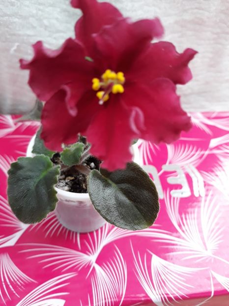  - LE Beteligheyze zzz