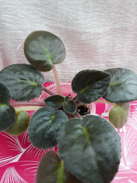  - EK Sibirskaia Tsarevna - EK Siberian Princess zzz