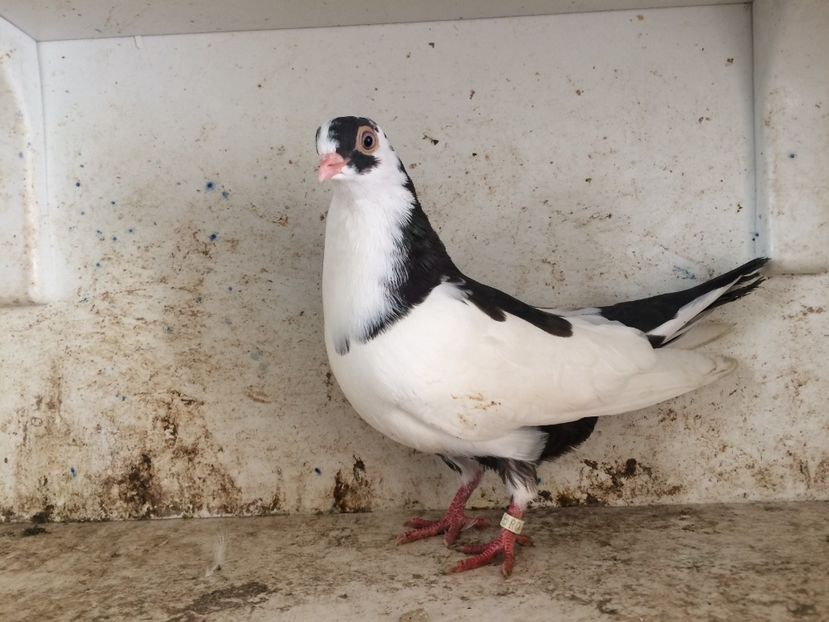 2162015 - 2-lot zbor galateni 2019