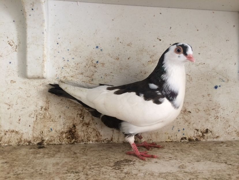  - 2-lot zbor galateni 2019