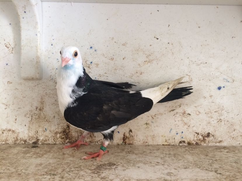 749719 - 2-lot zbor galateni 2019