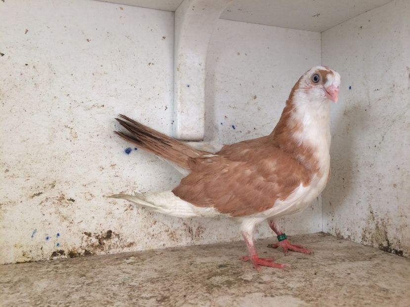 750019 - 2-lot zbor galateni 2019