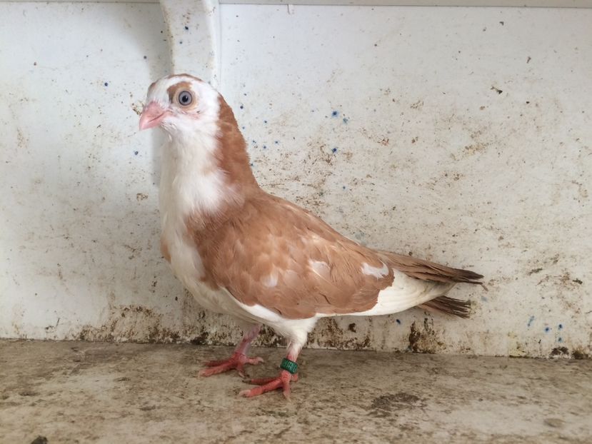  - 2-lot zbor galateni 2019