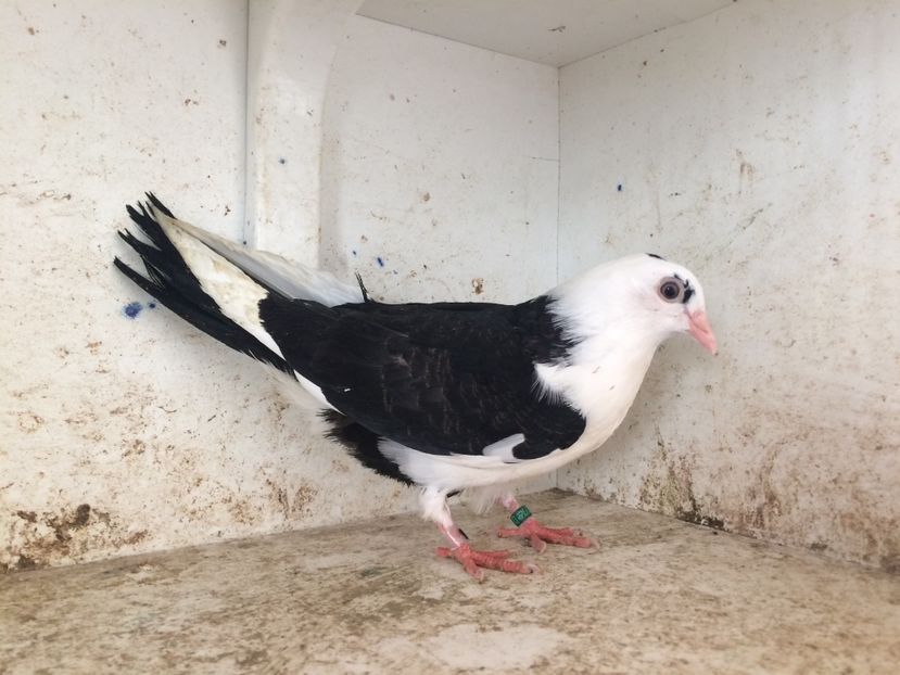 753719 - 2-lot zbor galateni 2019