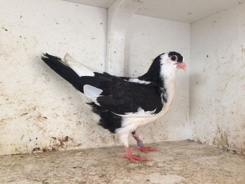 16118 - 2-lot zbor galateni 2019