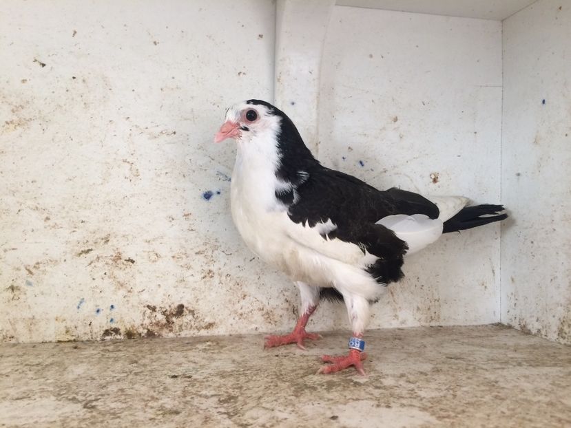  - 2-lot zbor galateni 2019