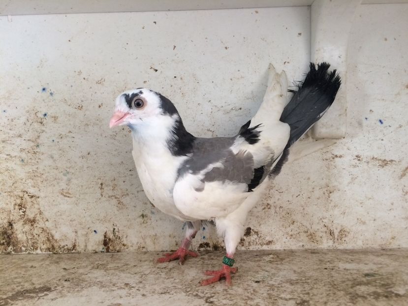 749319 - 2-lot zbor galateni 2019