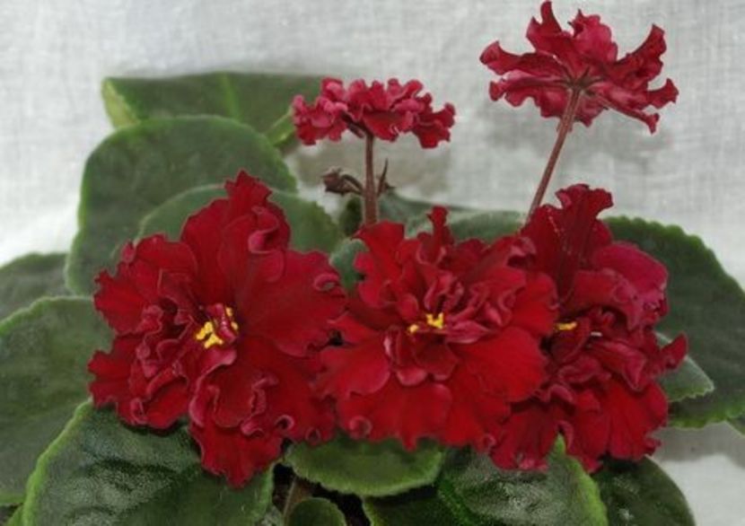 Poze net - LE Beteligheyze zzz