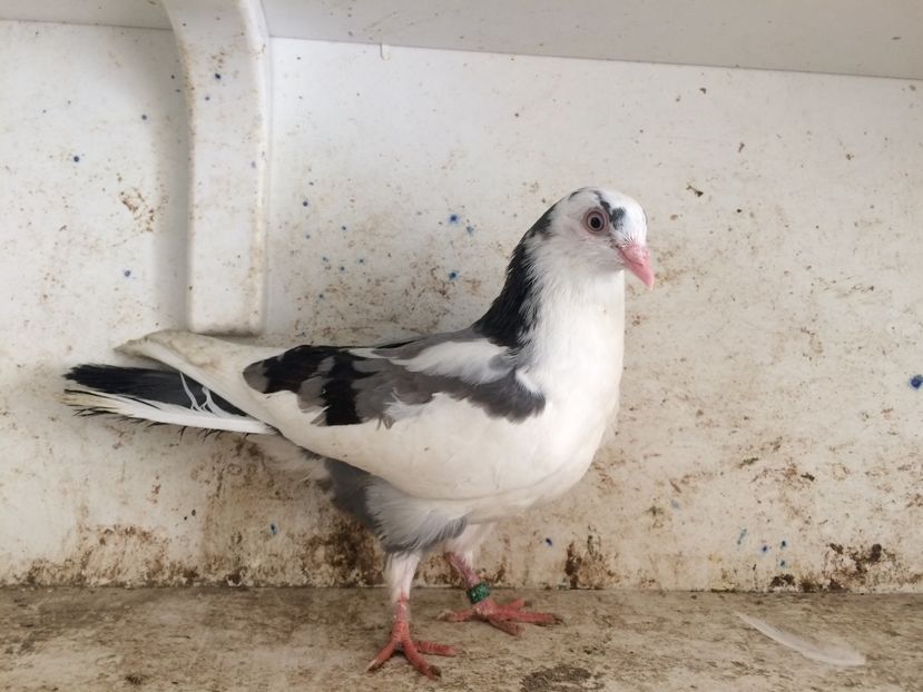 748319 - 2-lot zbor galateni 2019