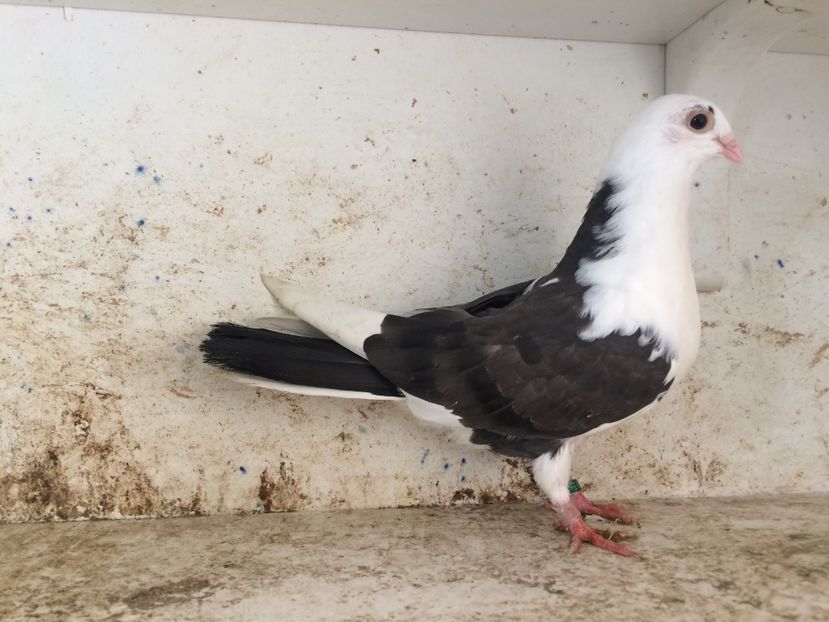 750319 - 2-lot zbor galateni 2019