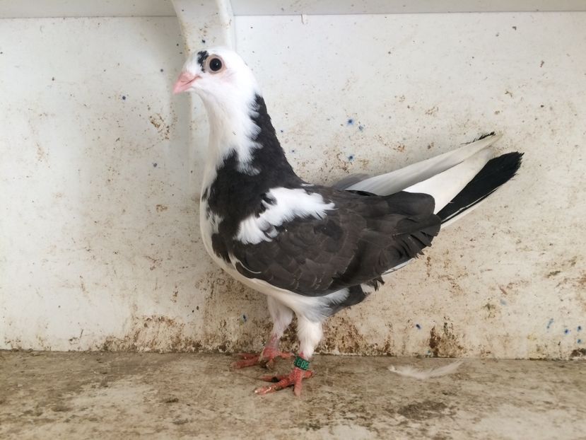  - 2-lot zbor galateni 2019