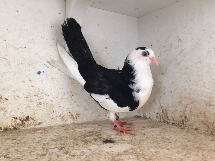 753619 - 2-lot zbor galateni 2019