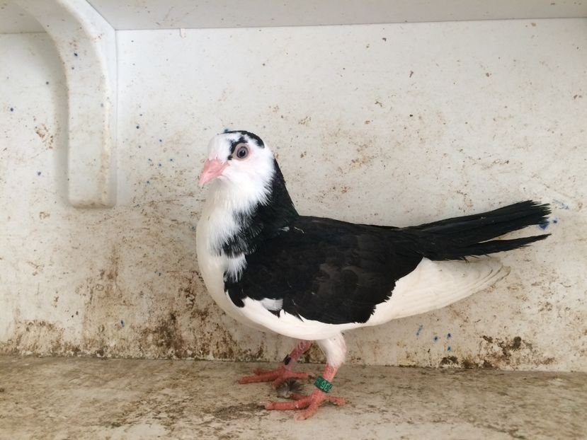  - 2-lot zbor galateni 2019