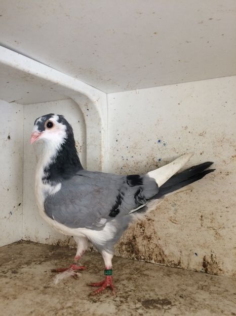 748819 - 2-lot zbor galateni 2019