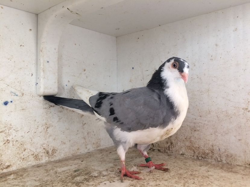  - 2-lot zbor galateni 2019