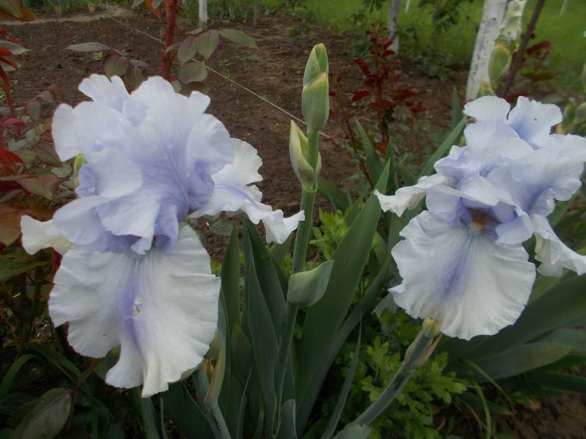  - Irisi -2019 Barbata Elatior si intermedia