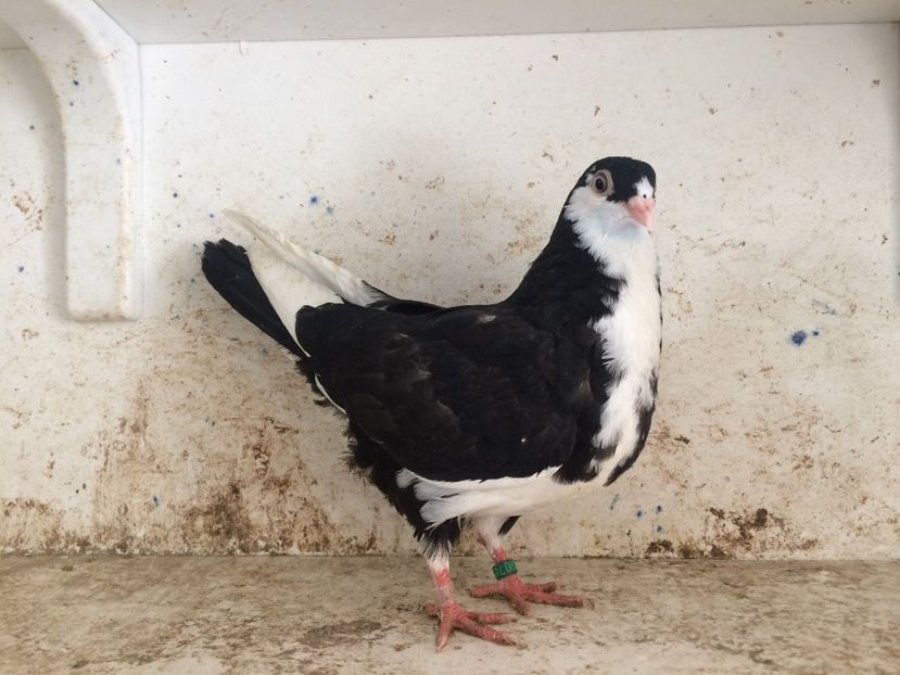 750619 - 2-lot zbor galateni 2019