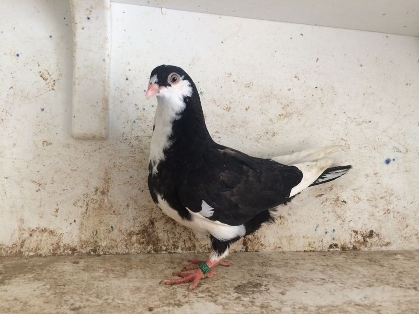  - 2-lot zbor galateni 2019