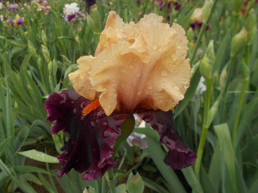 OCELOT - Irisi -2019 Barbata Elatior si intermedia