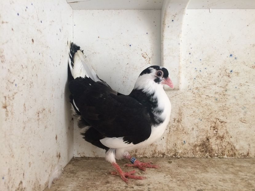 14318 - 2-lot zbor galateni 2019