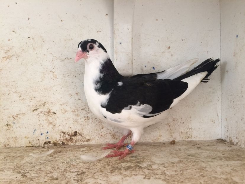  - 2-lot zbor galateni 2019