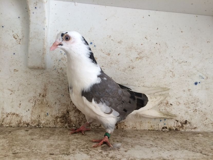 749219 - 2-lot zbor galateni 2019