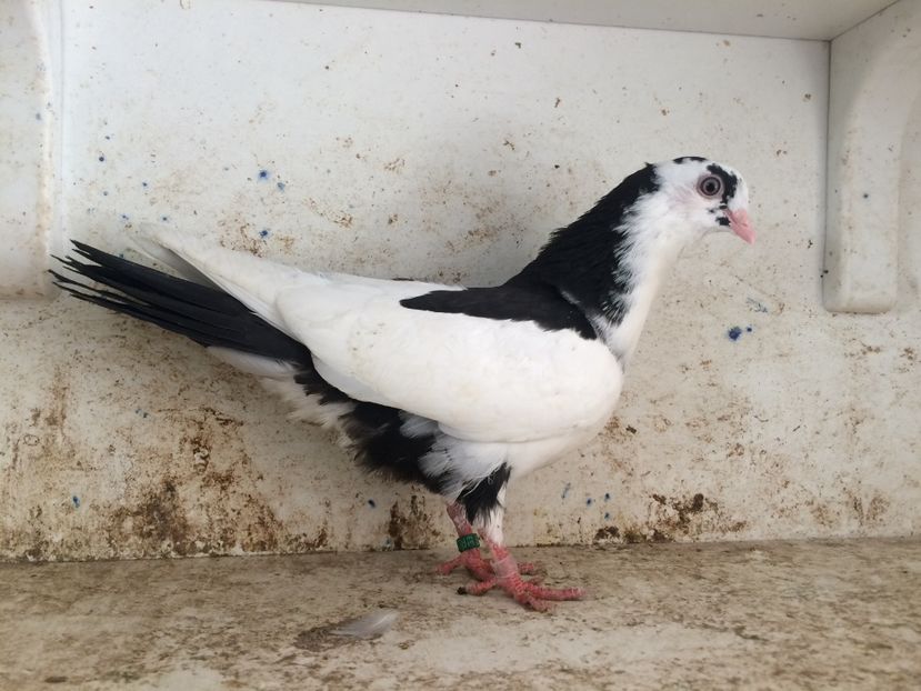 749519 - 2-lot zbor galateni 2019