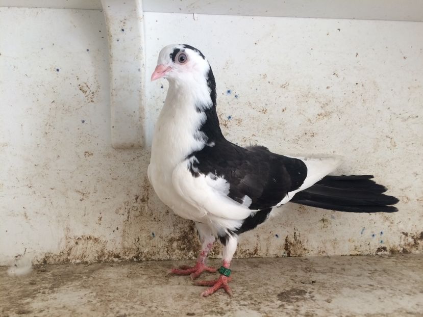  - 2-lot zbor galateni 2019