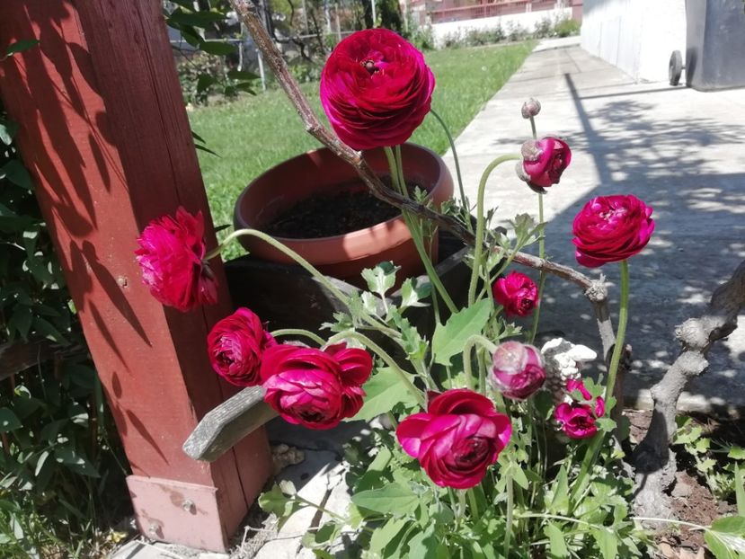 12.05 - gradina 2019