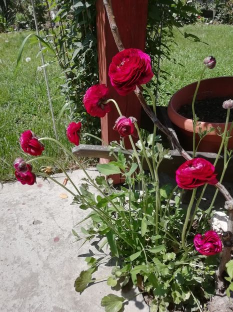 12.05 - gradina 2019