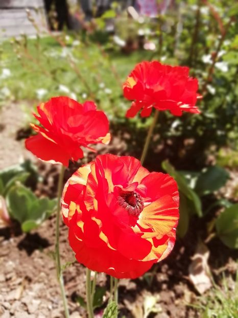 12.05 - gradina 2019