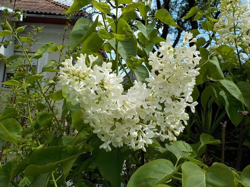  - liliac