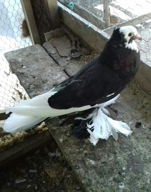 20190425_140543-1-1 - Porumbei care  nui mai detin