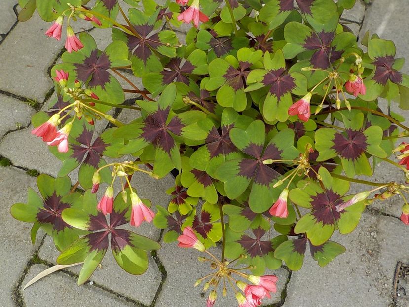  - oxalis iron cross