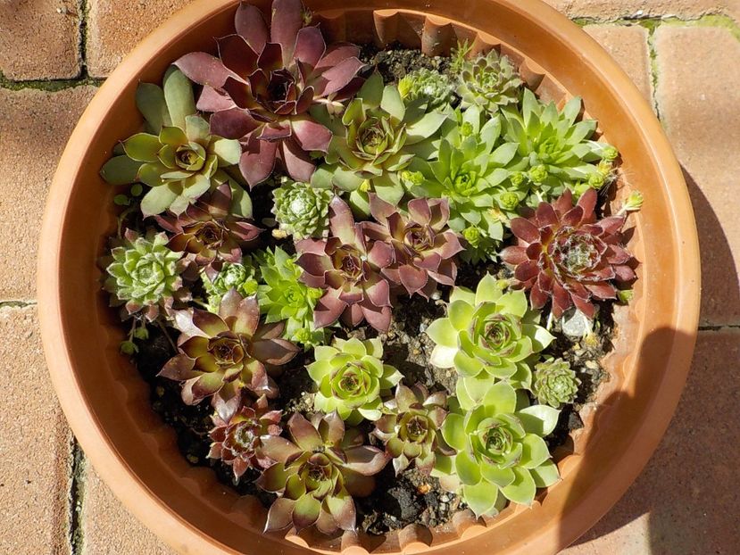  - Genul Sempervivum