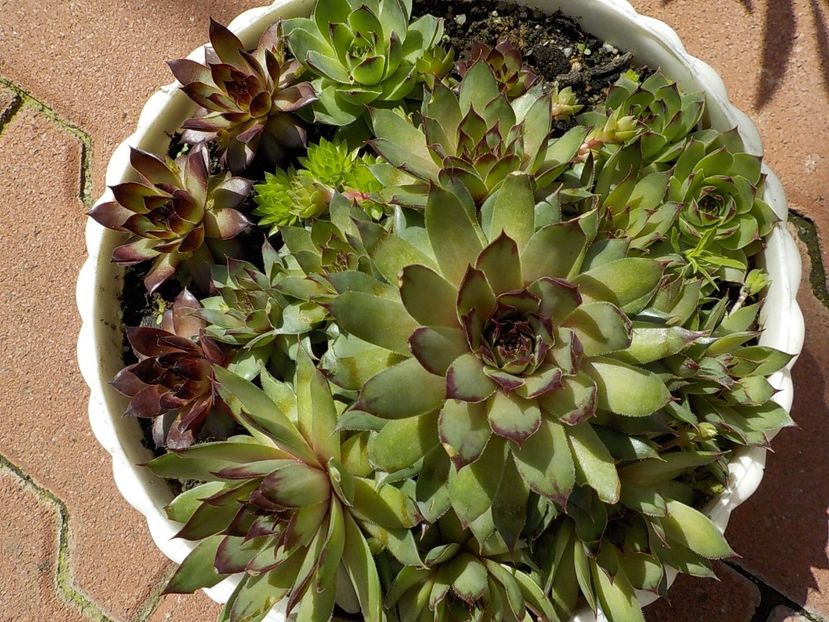  - Genul Sempervivum