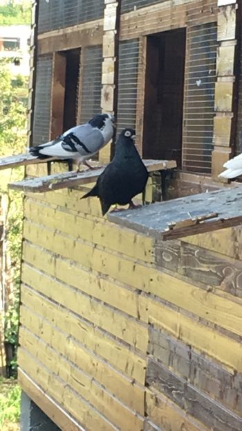 A7E17556-5E8F-4ADE-B6D7-CA0F755E1136 - Poze de prin voliera 2019