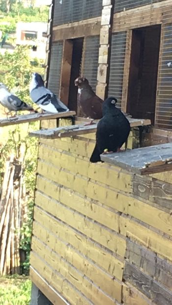 030E977A-19F6-4A63-AD58-A2C7D5AB9BBF - Poze de prin voliera 2019