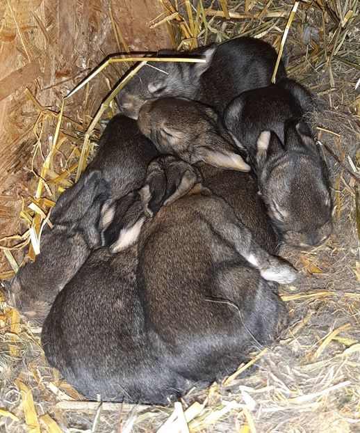 CUIB DIN 01.05.2019  6 PUI - FĂTĂRI 2019