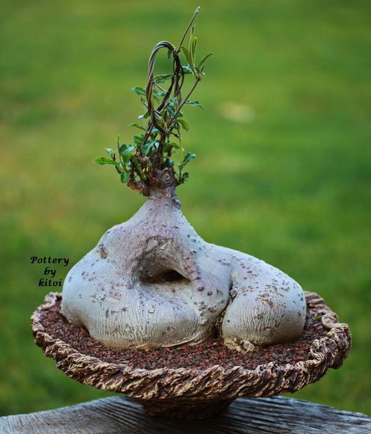 Kitoi: Raphionacme flanaganii - Vase - aranjamente - accesorii